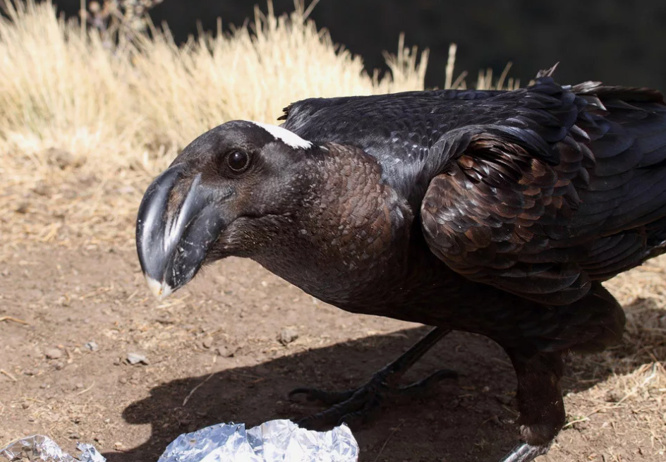 Что смотришь, читай дальше