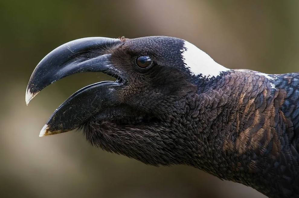 Кар-кар-картошечки бы