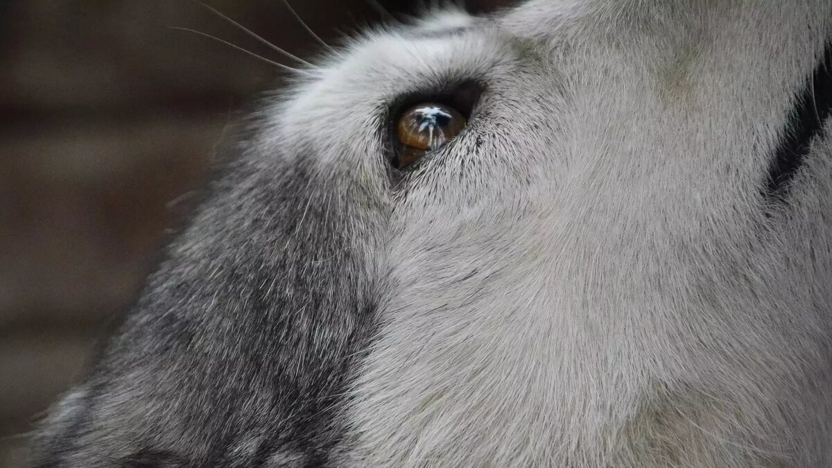     Источник: 1MI