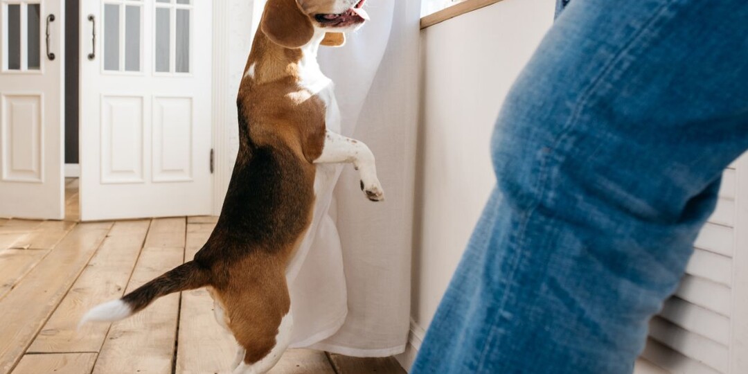 Почему собака ходит за хозяином по пятам: что скрывается за навязчивым поведением?