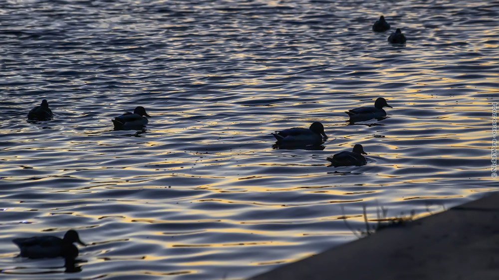 1. Кряквы на Исети © NickFW.ru — 01.10.2024г.