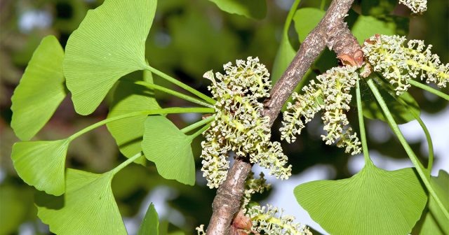 Гинкго папа