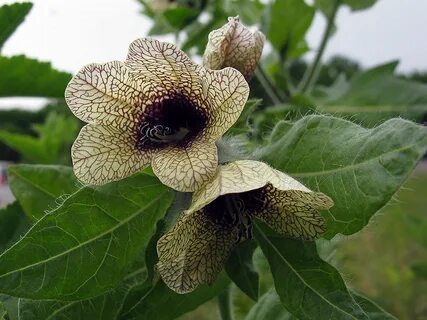 Белена черная