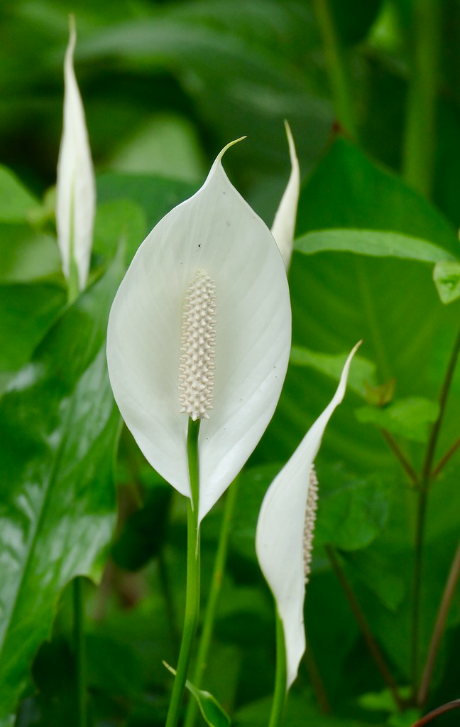 spathiphyllum