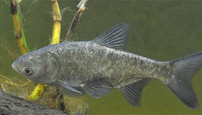 Толстолобик