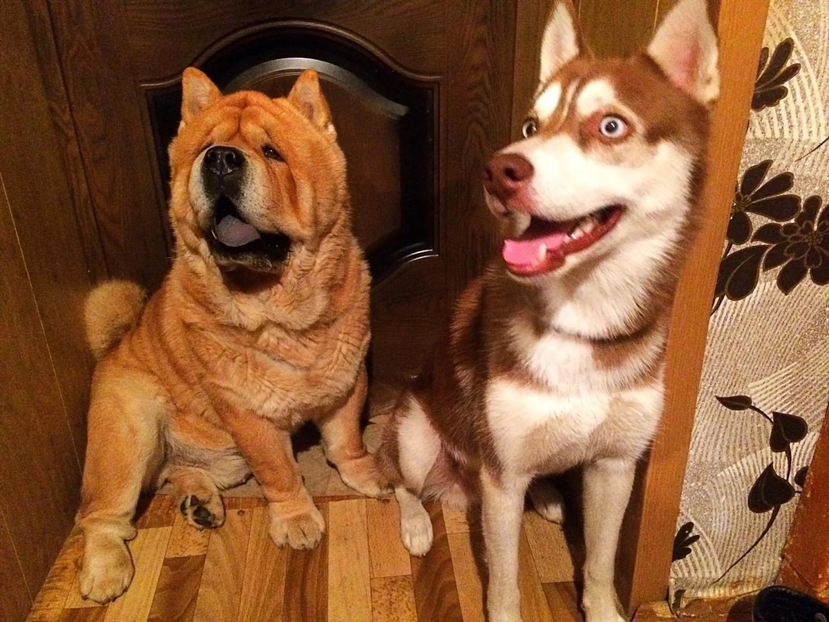 Мэйсон и Алтай 🐾