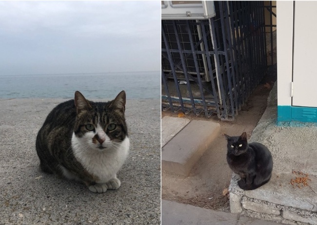 Кошки Стамбула. /Фото: А. Белова