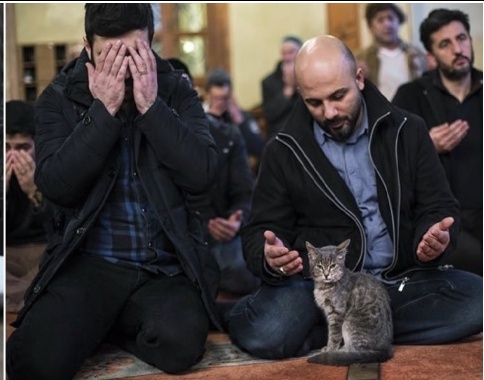 Пушистых красавиц все очень любят