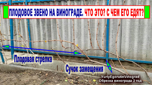 🍇 Обрезка винограда на ПЛОДОВОЕ ЗВЕНО. Так обрезали еще 3000 лет назад, а что вы знаете о нем?