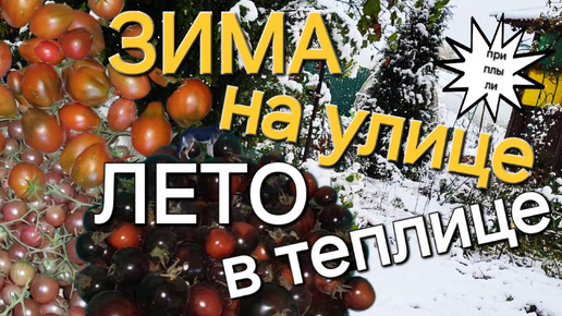 Снегопад🌨️нет света/🍅Но есть много помидоров/И снова заморозки🥶/ОДНА В ДЕРЕВНЕ👱🏼‍♀️