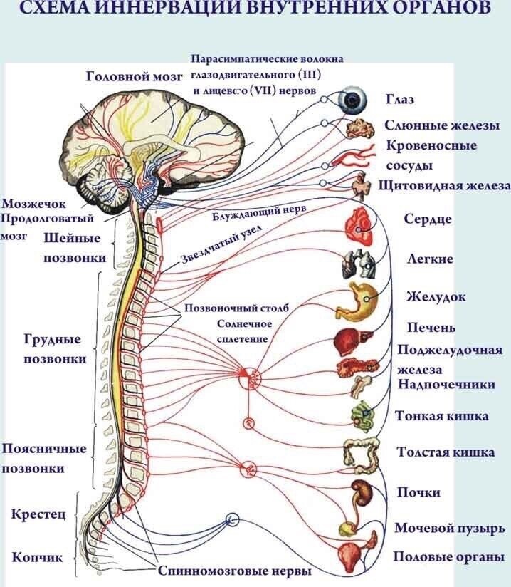 Рис.10 Схема иннервации внутренних органов