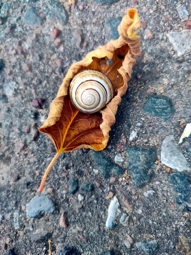 Фотография "Осень" сделал года назад.