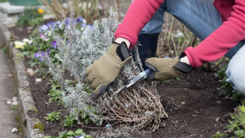 Правильная обрезка - ключ к здоровому саду