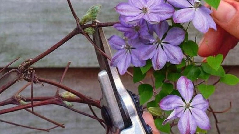Правильная обрезка клематиса - залог пышного цветения