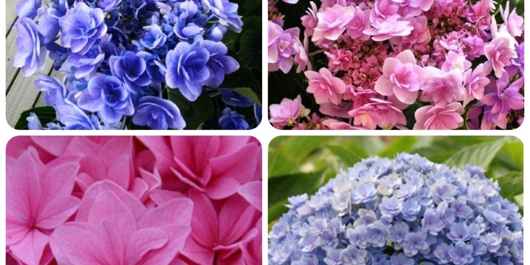 Гортензия краше, чем "Вечное лето"