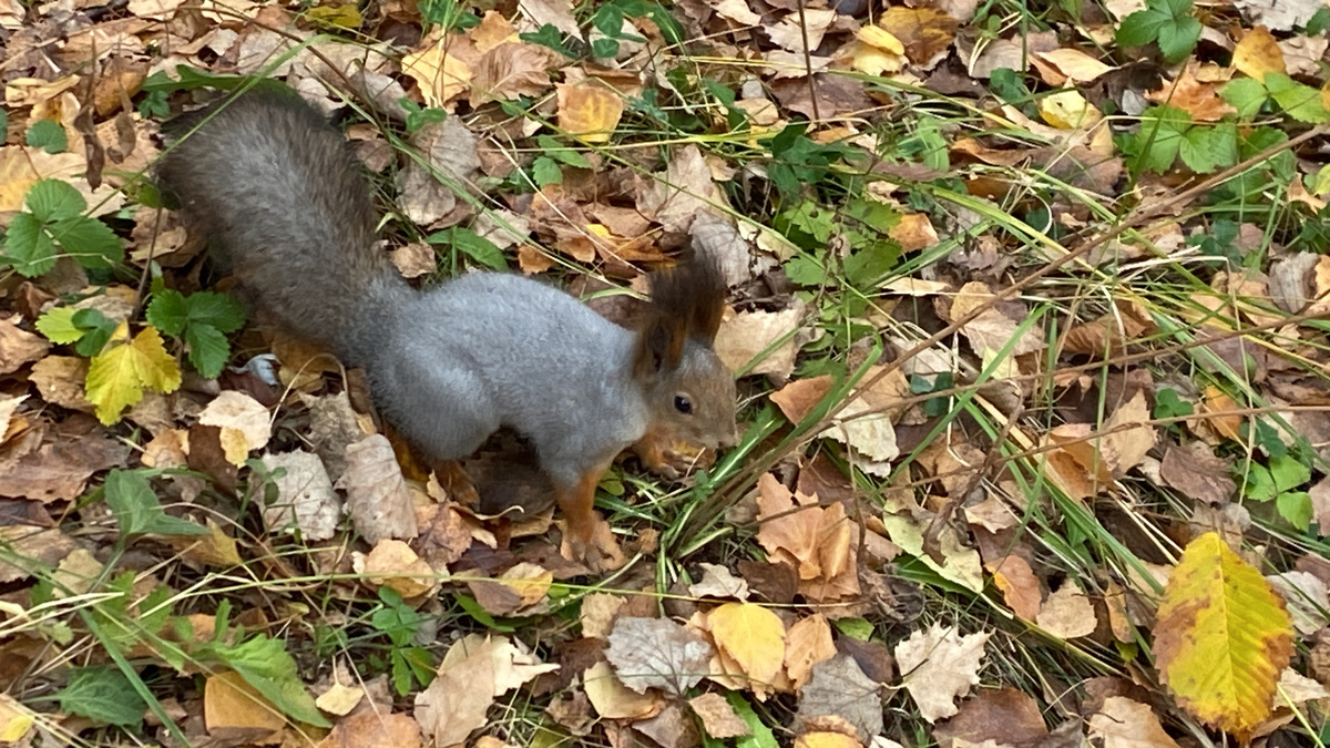 одна из многих моделей