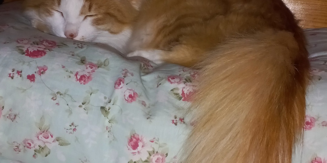 Рыжий хвост.