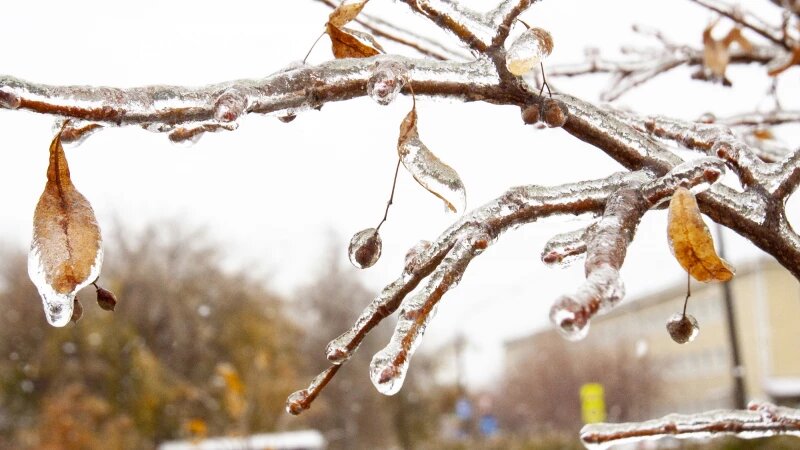    Ледяной дождь в Барнауле, октябрь 2024. Анна Зайкова