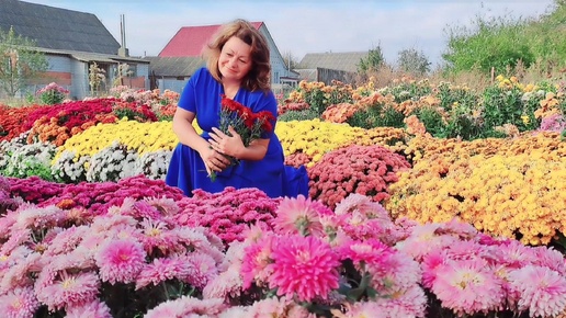 НЕ УСТОЯТЬ ПЕРЕД ТАКОЙ КРАСОТОЙ ХРИЗАНТЕМЫ. ОБЗОР СОРТОВ. ПРИГЛАШАЮ В ГОСТИ.