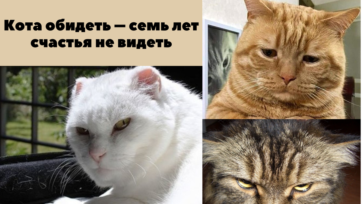 Был бы кот, а поводы для обид у него найдутся