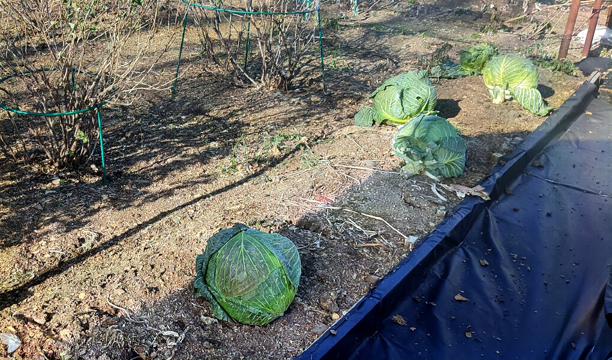 Что-то под задержалась  нынче капуста на огороде