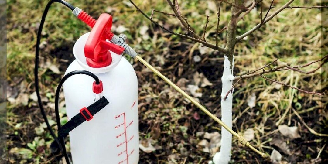 ТОП-3 средств для искореняющей обработки осеннего сада: самые доступные, но при этом эффективные средства для защиты сада