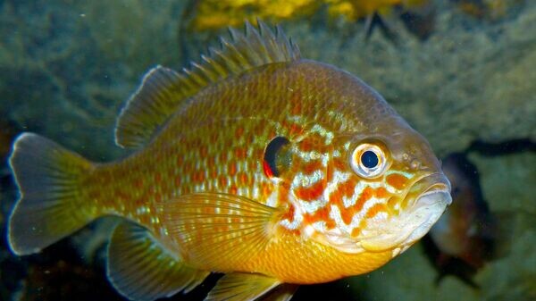    CC BY-SA 2.0 / Bernard DUPONT / Pumpkinseed (Lepomis gibbosus)