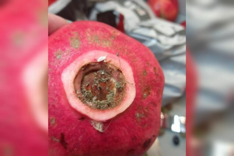    В Оренбуржье забраковали более 60 тонн зараженных гранатов, хурмы и винограда Кристина Просвиркина