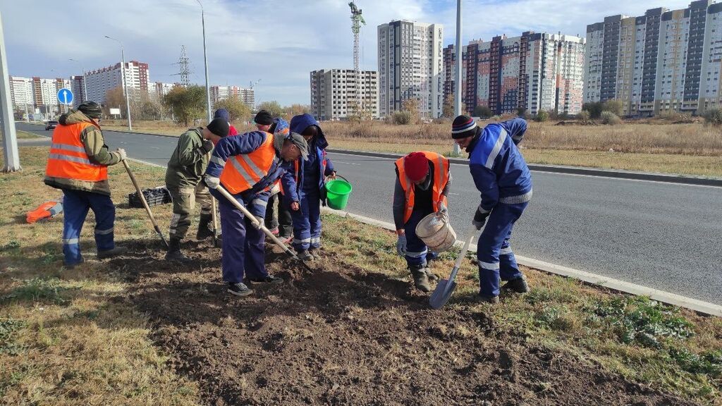    На разделительной полосе на ул. Рокоссовского в Оренбурге высадят сортовые тюльпаны