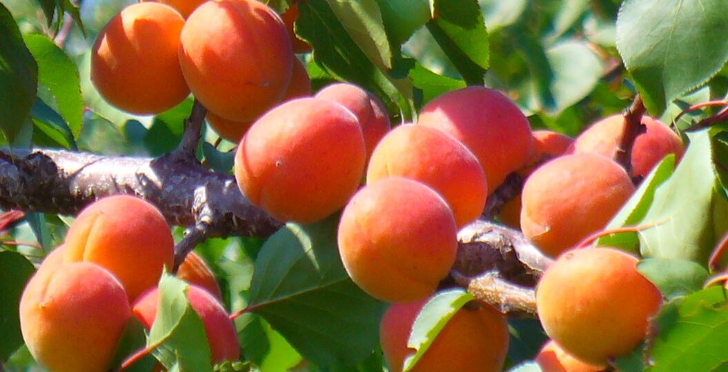 Как обрезать абрикос осенью: проводим формирующую, санитарную и омолаживающую обрезку деревьев