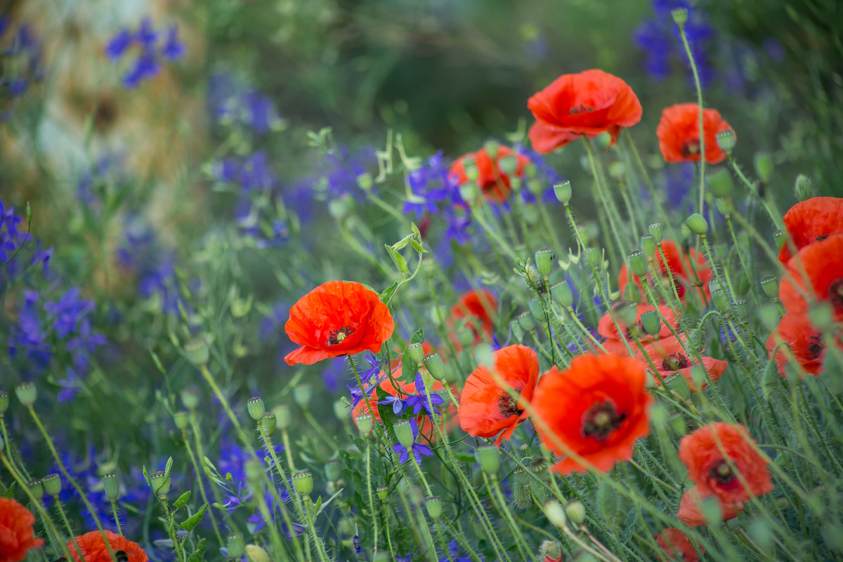 Автор фото Елена Якимова / Greenfingers
