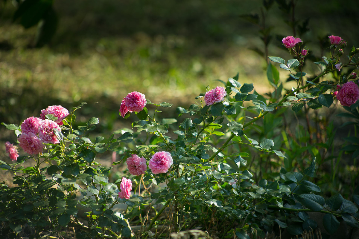 Автор фото Елена Якимова / Greenfingers
