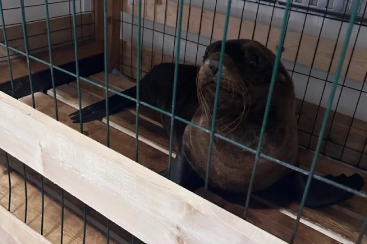    Спецподразделение морских котиков вылетело из Хабаровска