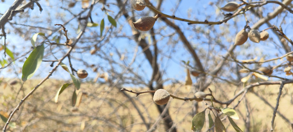 Киргизия умеет удивлять
