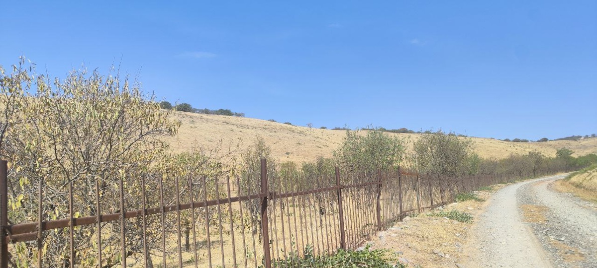 Все эти деревья- миндаль