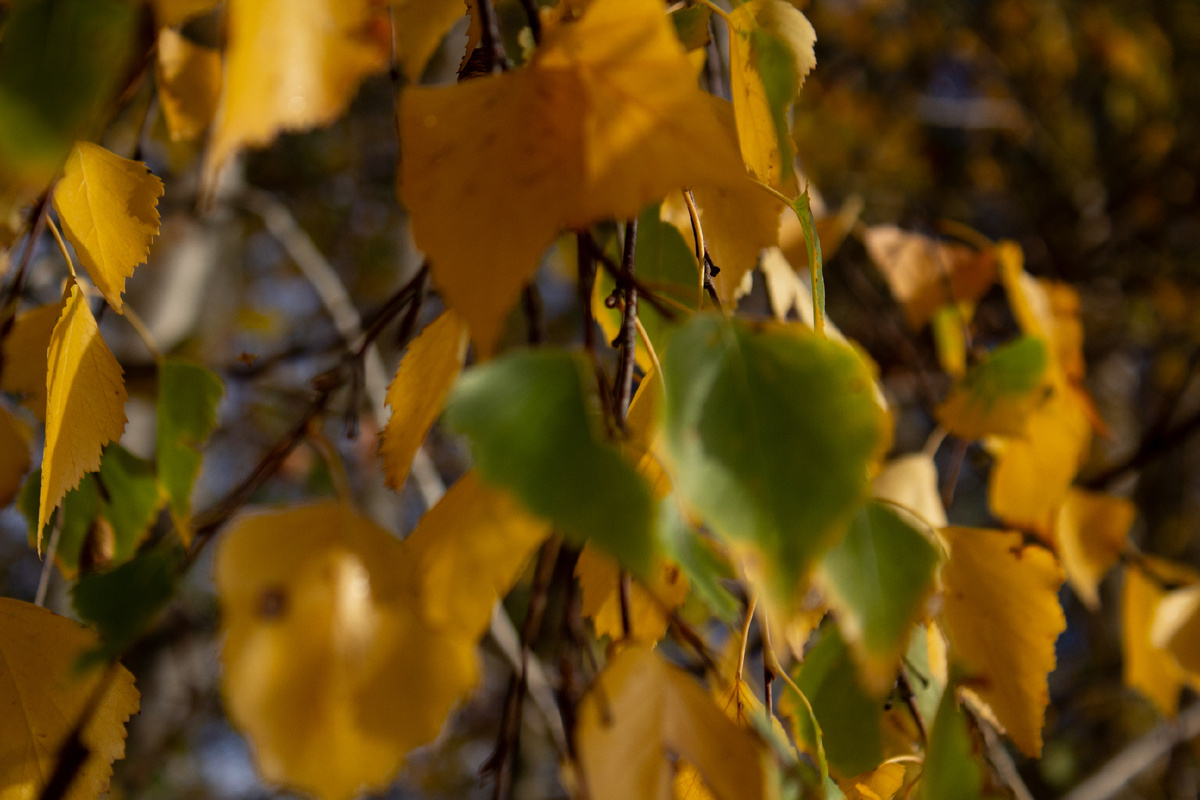 Фото для осеннего настроения.