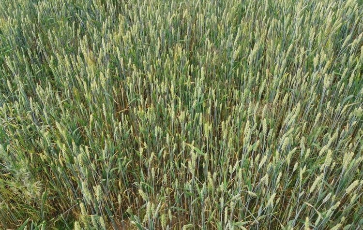    В беседе сельхозкультур с почвенными грибами свое слово может сказать и человек