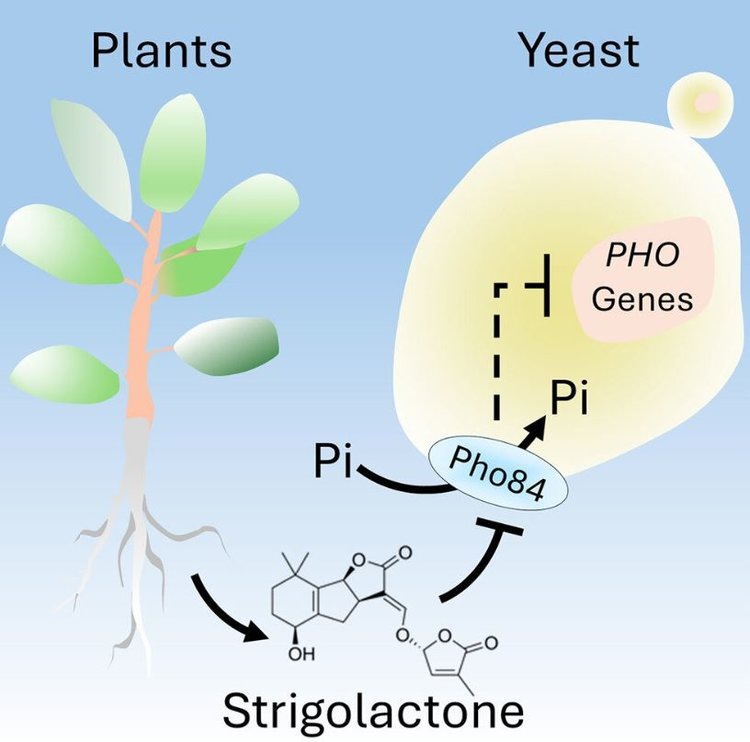     В беседе сельхозкультур с почвенными грибами свое слово может сказать и человек
