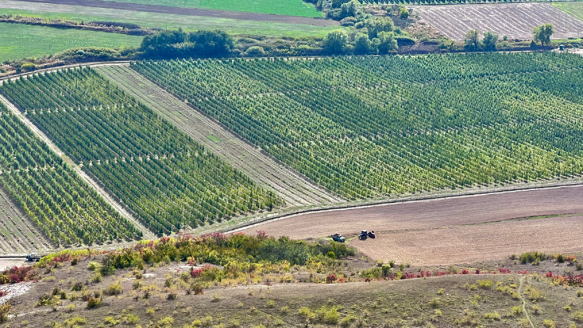 Яблоневый сад у подножья Бор-Кая, Крым