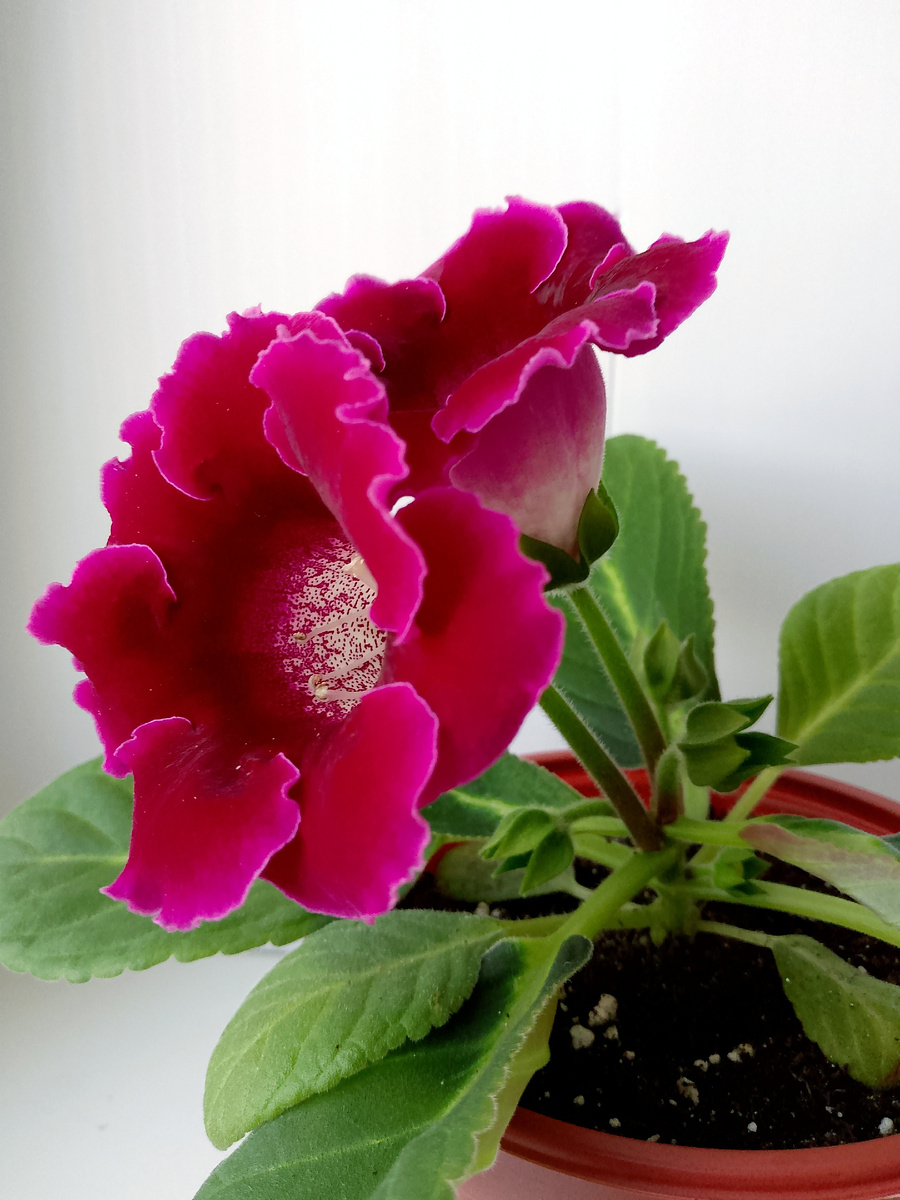 Красотка глоксиния, но чтоб получить цветение, нужно постараться....