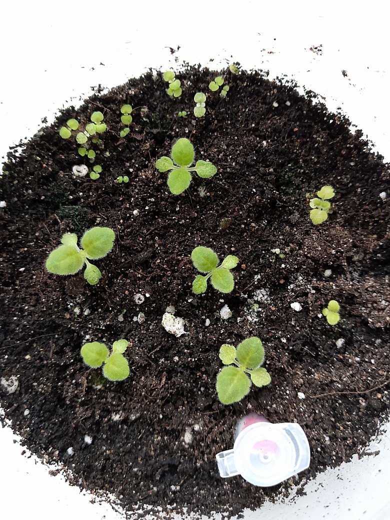 Сеянцы покрупнее, пересаживала три раза, и только потом они стали расти