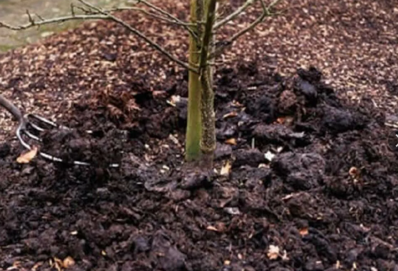 Как подготовить к зиме молодые деревья: почему важно рыхлить, чем укрыть, как спасти от мышей и многое другое