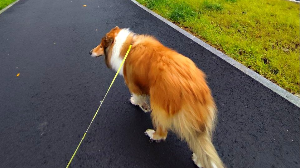 Прогулка с большой собакой