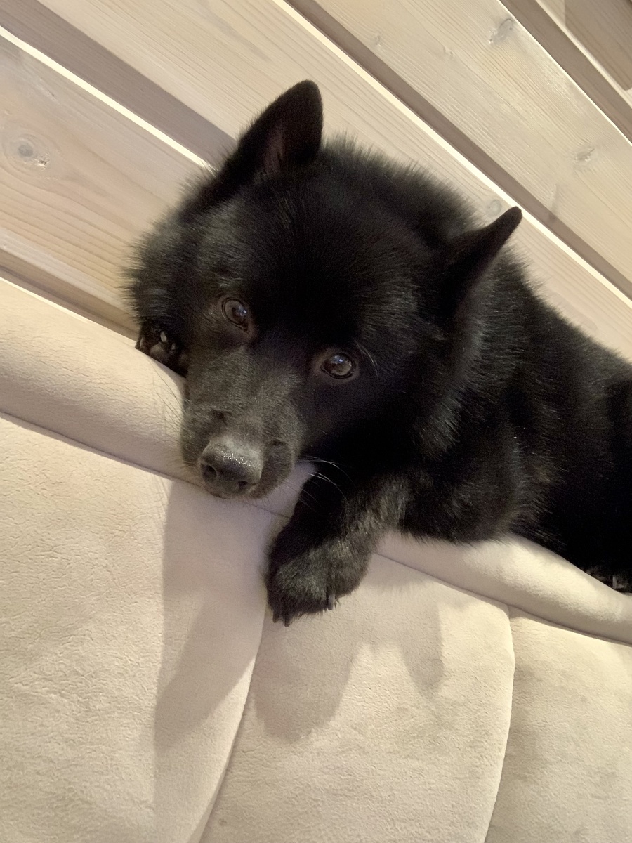 Нет, это не наш завтрак по-корейски) Просто этот сонный парень передает вам привет!