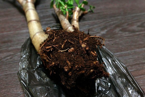 Гнилые почему и. Гнилые почему и