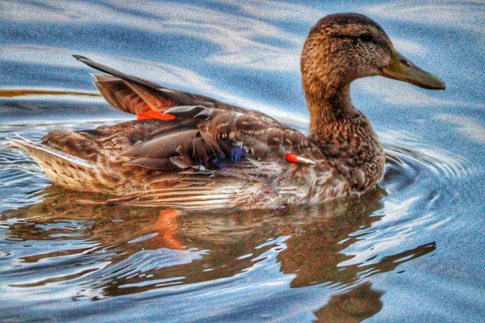    Раненый селезень в барнаульском пруду. Источник: "КП-Барнаул"/Артем Галошин