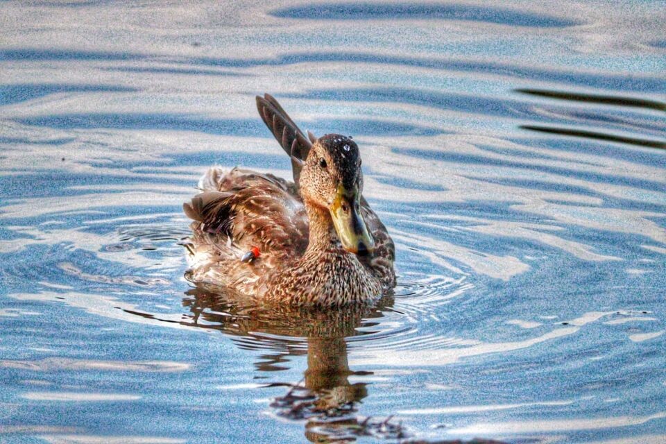    Раненый селезень в барнаульском пруду. Источник: "КП-Барнаул"/Артем Галошин