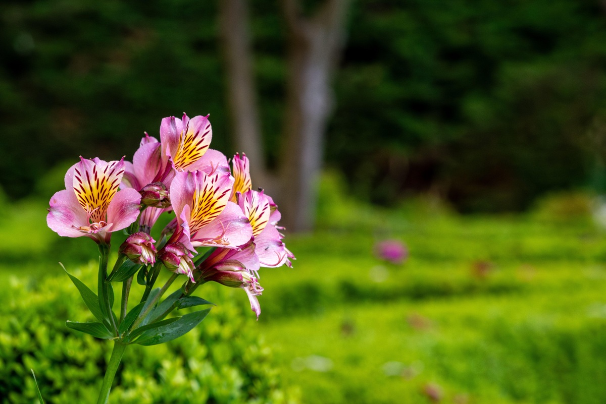     Альстромерия: что это за цветок и как за ним ухаживать