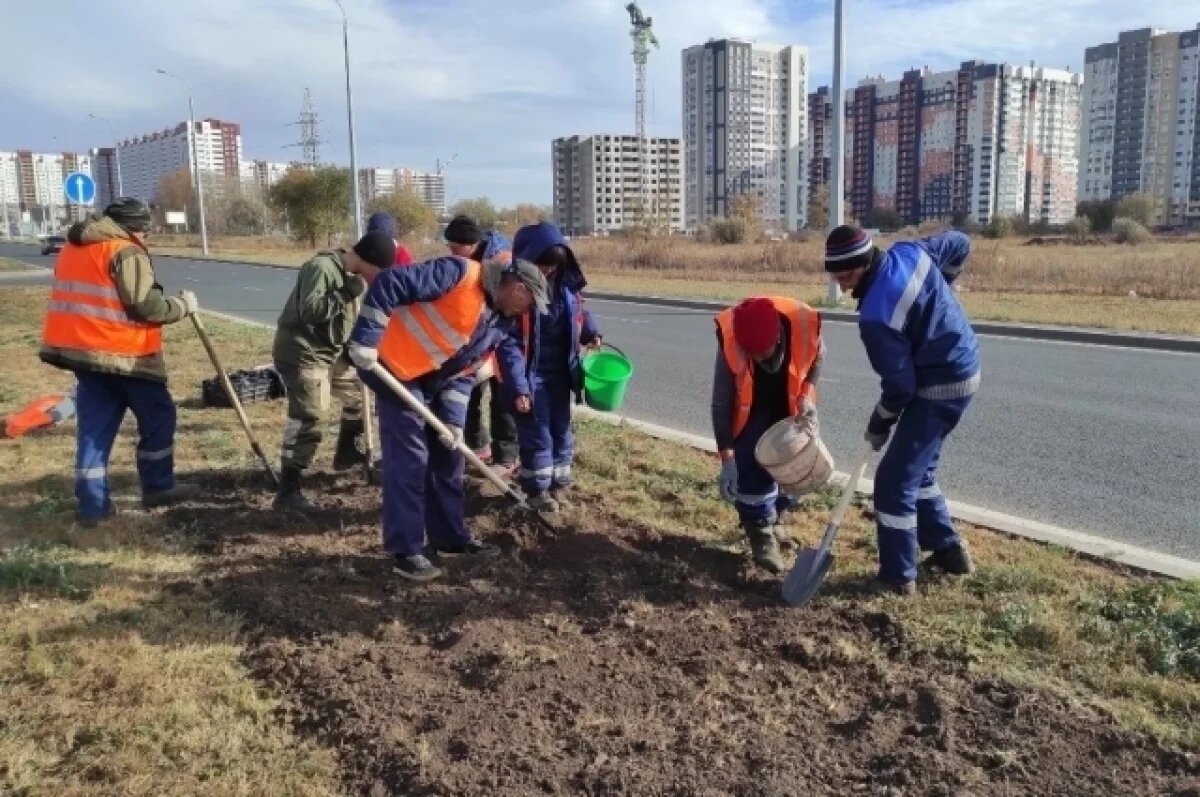    Тюльпаны-первоцветы украсят улицу Рокоссовского в Оренбурге
