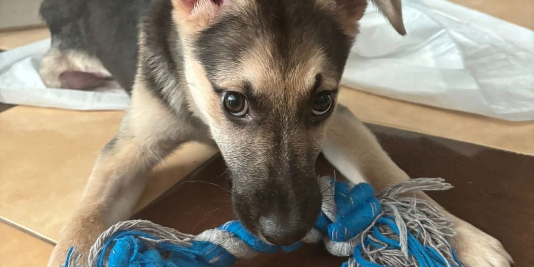 Рэмбо, Бон, Санти, Кайсан, Ежевика, Жужа, Жасмин, Васёк, Венера, Локки, Джесс… Что объединяет всех этих собак?